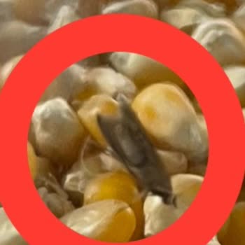 Migros'ta Patlayan Mısırdan Güve Çıktı
