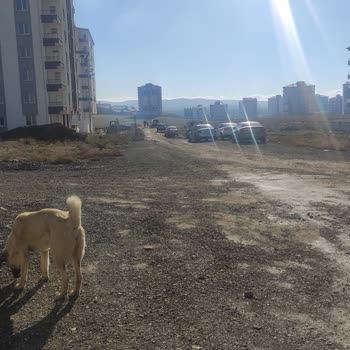 Polatlı Belediyesi Kopek Sorununu Çözmeli