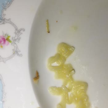 Knorr Kurt Çıktı İçinden