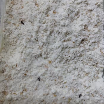 Sinangil Kepekli Un Paketlerinden Böcek Çıktı