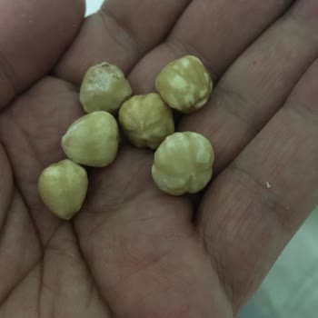 Epttavm Fındık Tan Soğudum