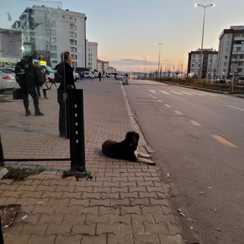 ABB - Ankara Büyükşehir Belediyesi Köpek Sorunu!
