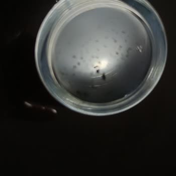 Hayat Su Damacana İçerisinden Kıl Çıktı