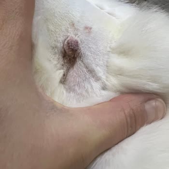 Best - Vet Veteriner Kliniği BEST-VET Ankara Cebeci