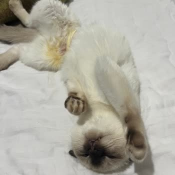 Best - Vet Veteriner Kliniği BEST-VET Ankara Cebeci