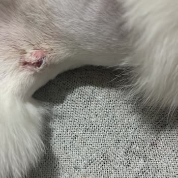 Best - Vet Veteriner Kliniği BEST-VET Ankara Cebeci