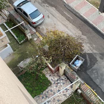 Maltepe Belediyesi Bina Önünde Ağaç Yıkılmadı