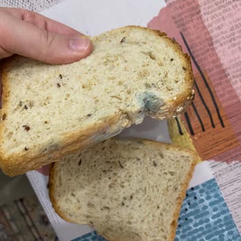 Uno Ekmek Tarihi Geçmemesine Rağmen Küflenmiş