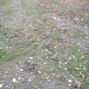 Devrek Belediyesi Yol Ulaşım Ambulans Çıkamıyor