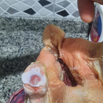 BİM Piliç Tazem Kılları Üstünde Kötü Durumda