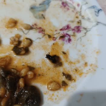 Superfresh Ispanağın İçinden Böcek Çıktı