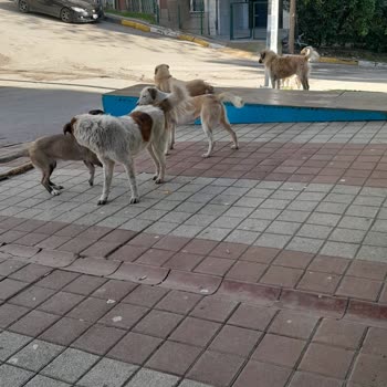 Tuzla Belediyesi Mahalledeki Sokak Köpekleri Tehlikesi