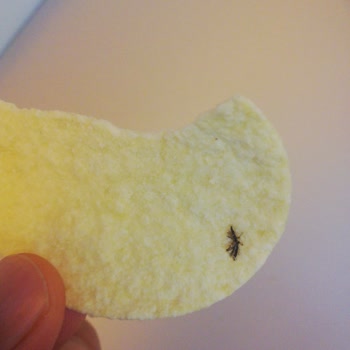 Master Potato Cipsten Sinek Çıktı