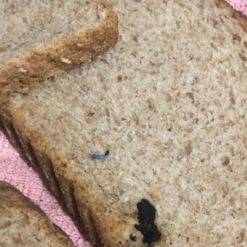 UNO Ekmek Ekmeğimin İçinde Bilinmeyen Bir Cisim Çıktı