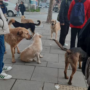 İBB - İstanbul Büyükşehir Belediyesi Toplu Halde Gezen Başıboş Sokak Köpekleri