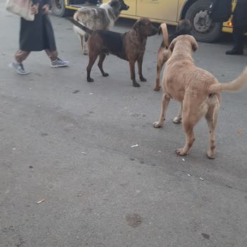 İBB - İstanbul Büyükşehir Belediyesi Toplu Halde Gezen Başıboş Sokak Köpekleri