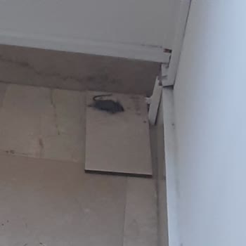 Pazar KYK Kız Yurdu