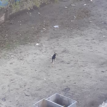 Çorlu Belediyesi Sokak Köpekleri Kısırlaştırılması