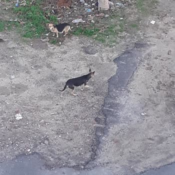 Çorlu Belediyesi Sokak Köpekleri Kısırlaştırılması