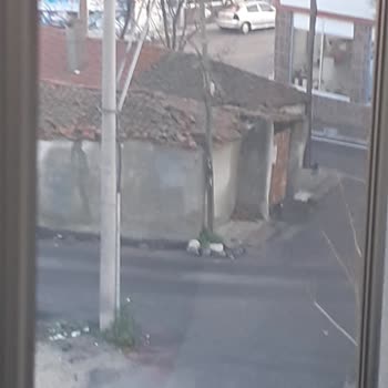 Çorlu Belediyesi Sokak Köpekleri Kısırlaştırılması