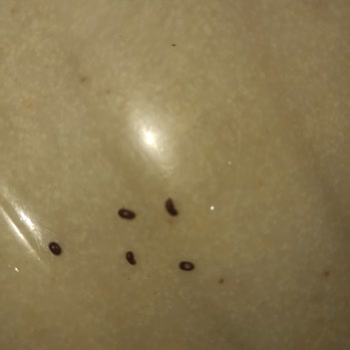 Rekolte Lezzet Mirası Kızartılmış Kadayıftan Böcek Çıktı