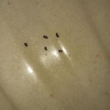 Rekolte Lezzet Mirası Kızartılmış Kadayıftan Böcek Çıktı