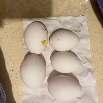 Tazem Yumurta TAZE'M Marka L Yumurta Alıyorsun İçinden Küçük Yumurta Çıkıyor