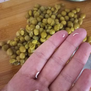 A101 Bezelyenin İçinde Salyangoz