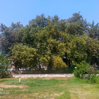 Aydın Büyükşehir Belediyesi Çevresine Karşı Bakımsızlığı