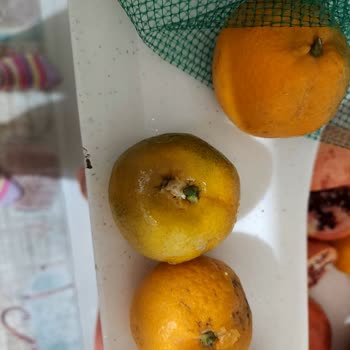 Portakalbahcem.com Reklamlar Farklı Realite Ayrı!