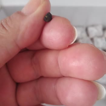 Tatmix Kuruyemiş Lokumun İçinden Tas Çıktı