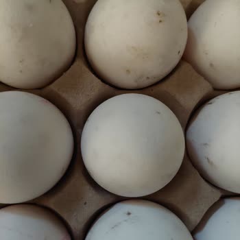 Anadolu Çiftliği Yumurta Kabuğunda Siyah Leke Olması