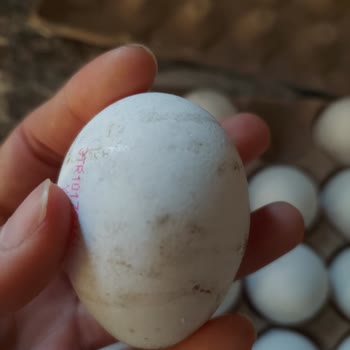 Anadolu Çiftliği Yumurta Kabuğunda Siyah Leke Olması