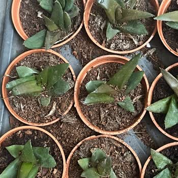 Sukulentworldd (İnstagram) Mağduriyet Ve İlgisizlik