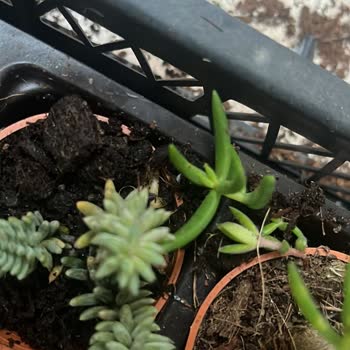 Sukulentworldd (İnstagram) Mağduriyet Ve İlgisizlik