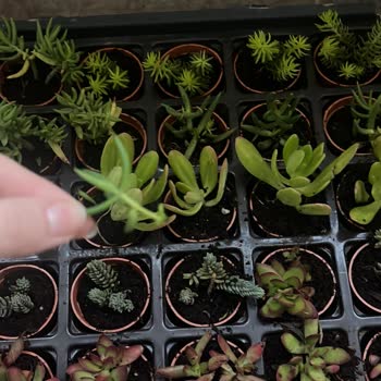 Sukulentworldd (Instagram) Eksik Kırık Çiçek