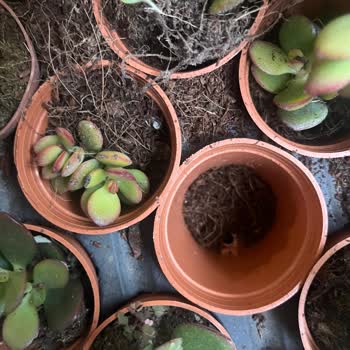 Sukulentworldd (Instagram) Eksik Kırık Çiçek