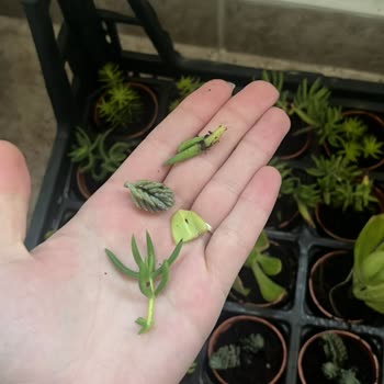 Sukulentworldd (İnstagram) Gelen Bitkiler Saksılarından Çıkmıştı Ve Toprakları Dökülmüştü