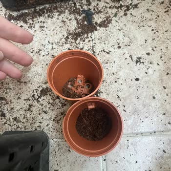 Sukulentworldd (İnstagram) Gelen Bitkiler Saksılarından Çıkmıştı Ve Toprakları Dökülmüştü