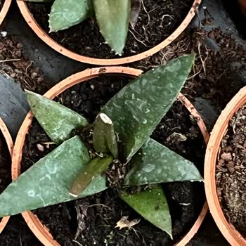 Sukulentworldd (İnstagram) Gelen Bitkiler Saksılarından Çıkmıştı Ve Toprakları Dökülmüştü