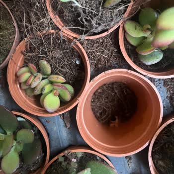 Sukulentworldd (İnstagram) Gelen Bitkiler Saksılarından Çıkmıştı Ve Toprakları Dökülmüştü