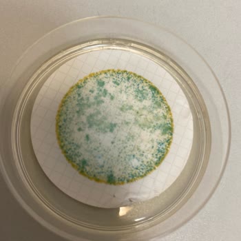 Erikli Su Kalite Ve Kokusu