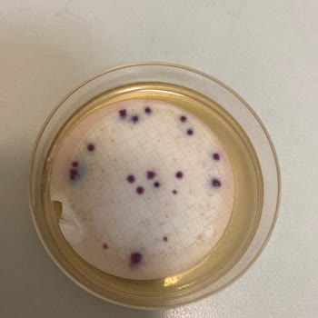 Erikli Su Kalite Ve Kokusu