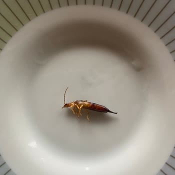 Kurukahveci Mehmet Efendi Kahvemden Böcek Çıktı