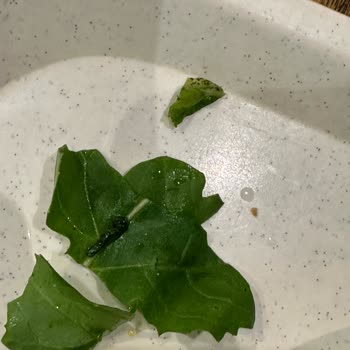 Kayseri Mutfağı Yemekler Çok Kötü