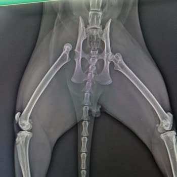 Vetdost Veteriner Kliniği Kedide Kalça Kırığı