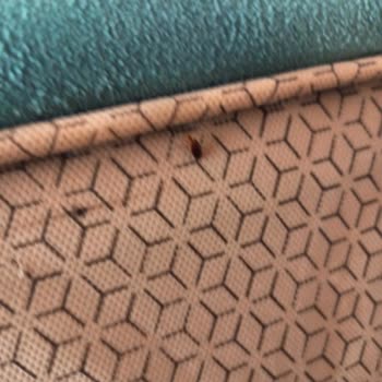 Bellona Yatak Böceği Problemi