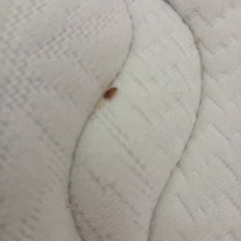 Bellona Yatak Böceği Problemi