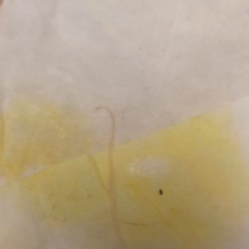 Trakya Hayvan Hastanesi Çorlu Kesinlikle Tavsiye Et Mi Yo Rum