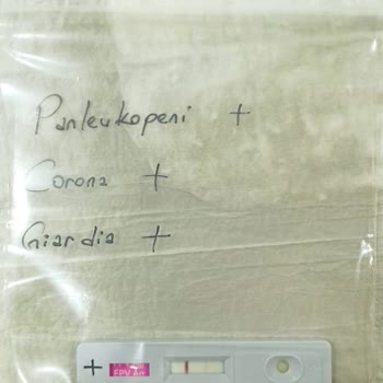 Trakya Hayvan Hastanesi Çorlu Kesinlikle Tavsiye Et Mi Yo Rum